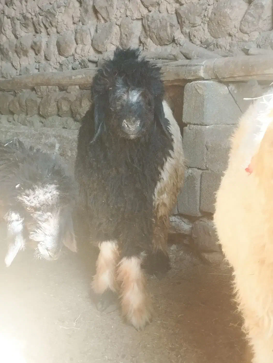 بره تخمی|حیوانات مزرعه|میانکوه, |دیوار