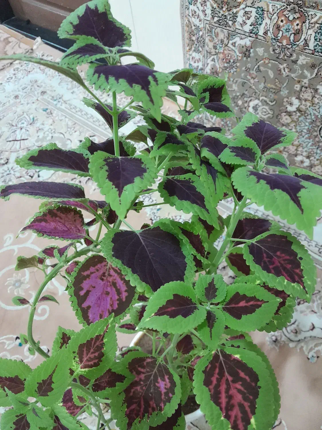 گل زیبا|گل و گیاه طبیعی|بانه, |دیوار