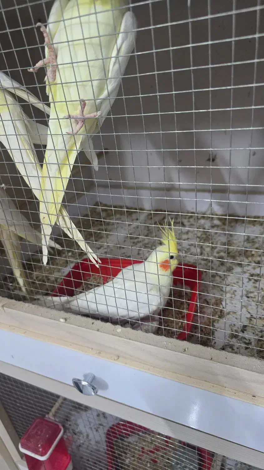 فروش عروس هلندی در جم|پرنده|جم, |دیوار