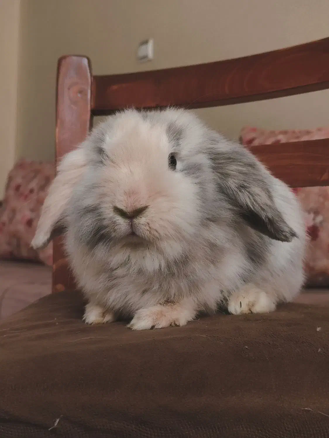 واگذاری رایگان دو عدد خرگوش لوپ|موش و خرگوش|کرج, گلشهر|دیوار