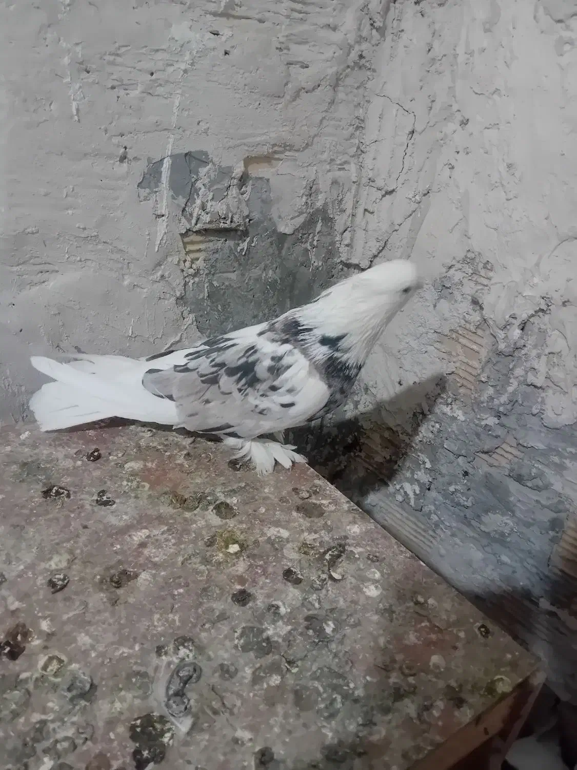 کفتر|پرنده|شهریار, شهرک امیریه|دیوار