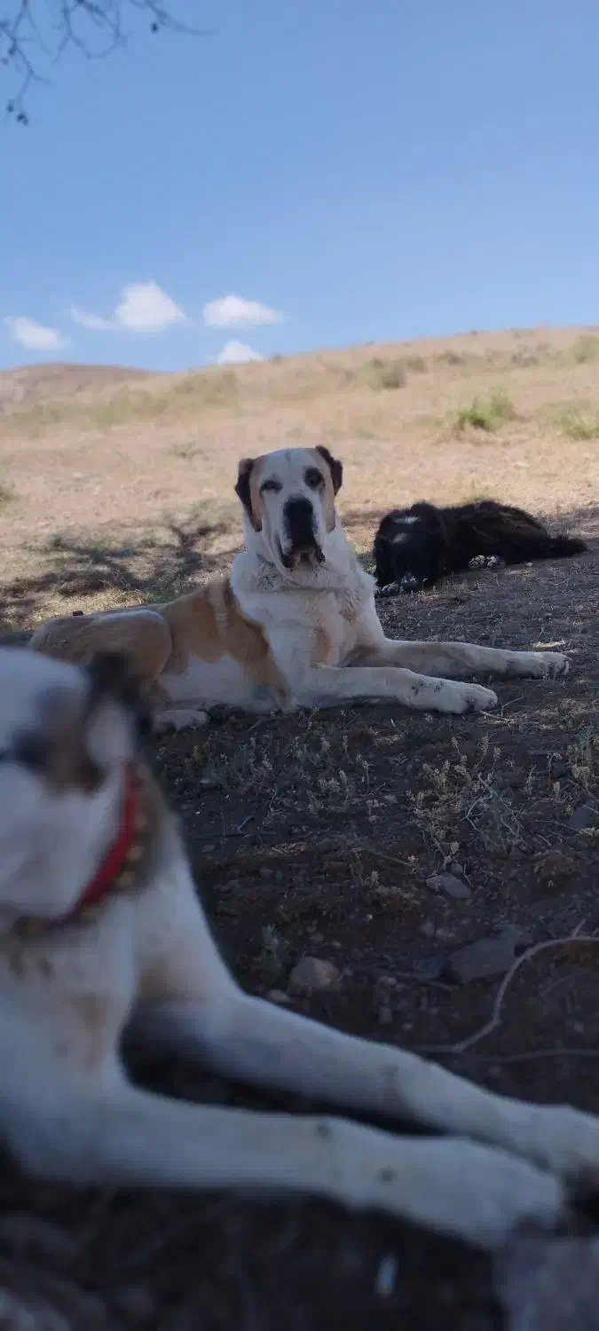 سگ گله|سگ|زرندیه, |دیوار