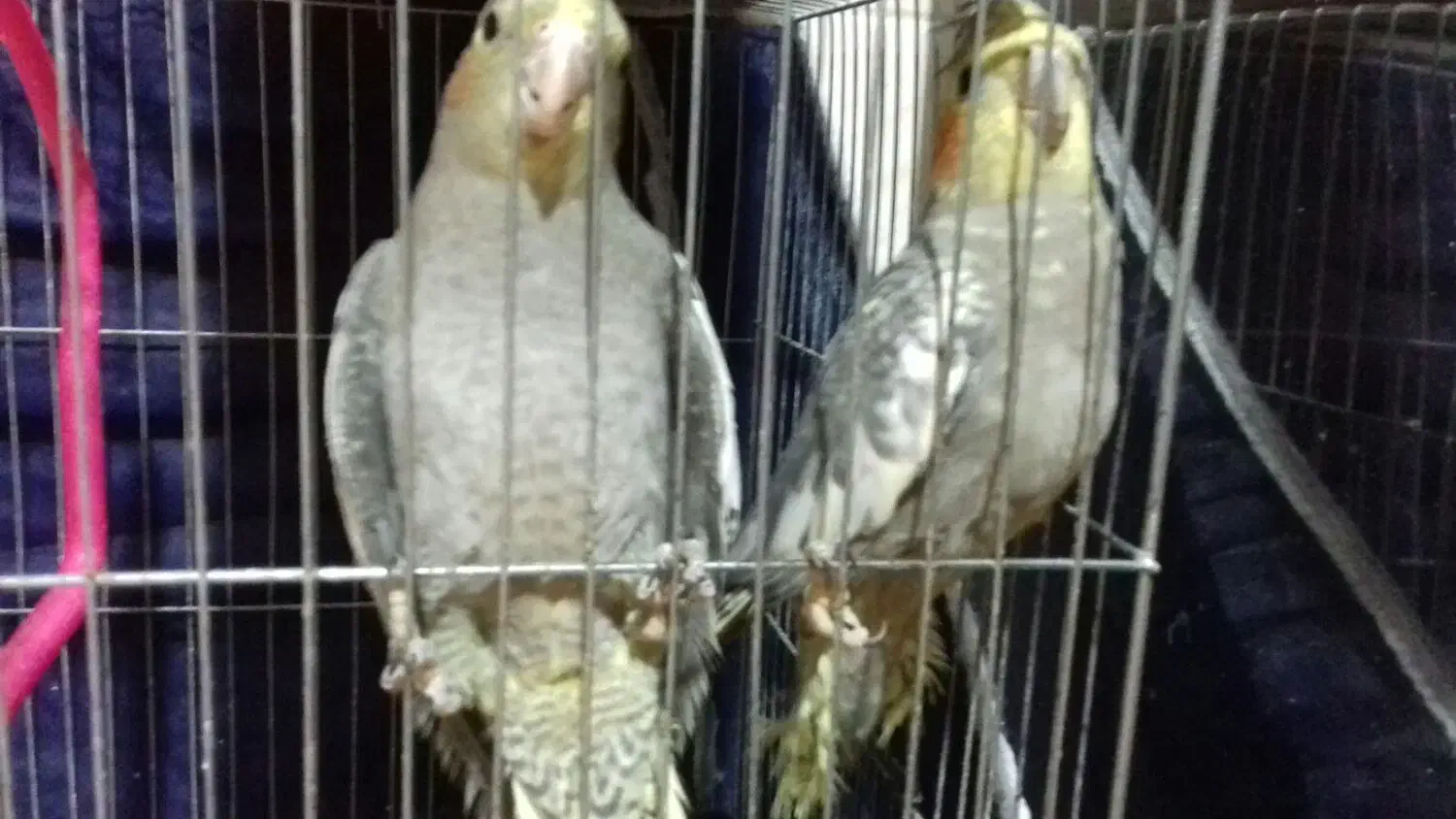 عروس هلندی|پرنده|کردکوی, |دیوار