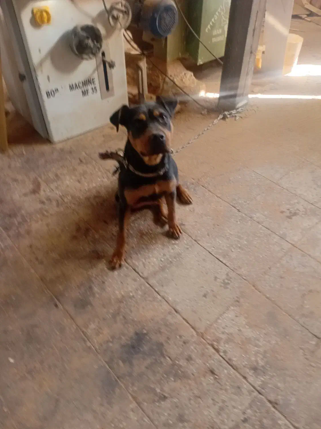 سگ روتفایلر|سگ|قم, کاسه گران|دیوار