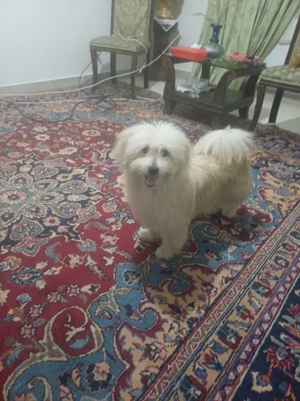 واگذاری سگ|سگ|هشتگرد, شهرک فرهنگیان|دیوار