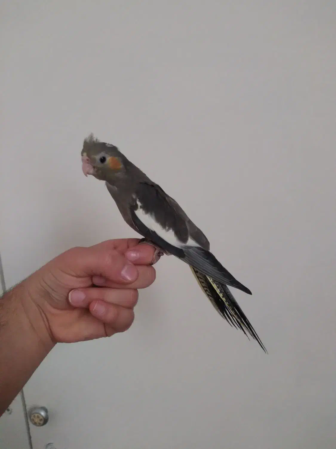 عروس هلندی نر شاه تخم|پرنده|تهران, جوادیه تهرانپارس|دیوار