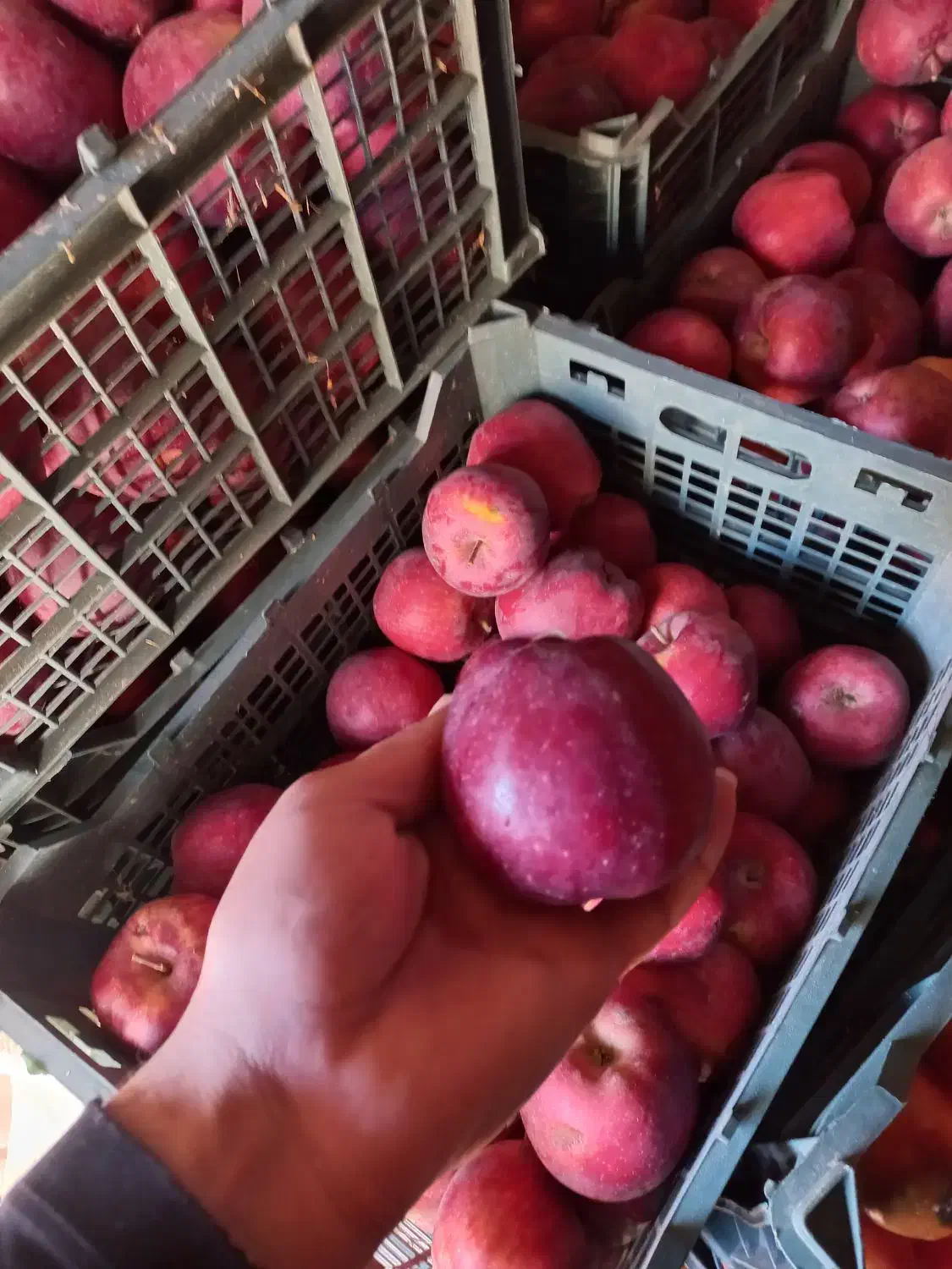 فروش سیب قرمز درجه یک|خوردنی و آشامیدنی|اهر, |دیوار