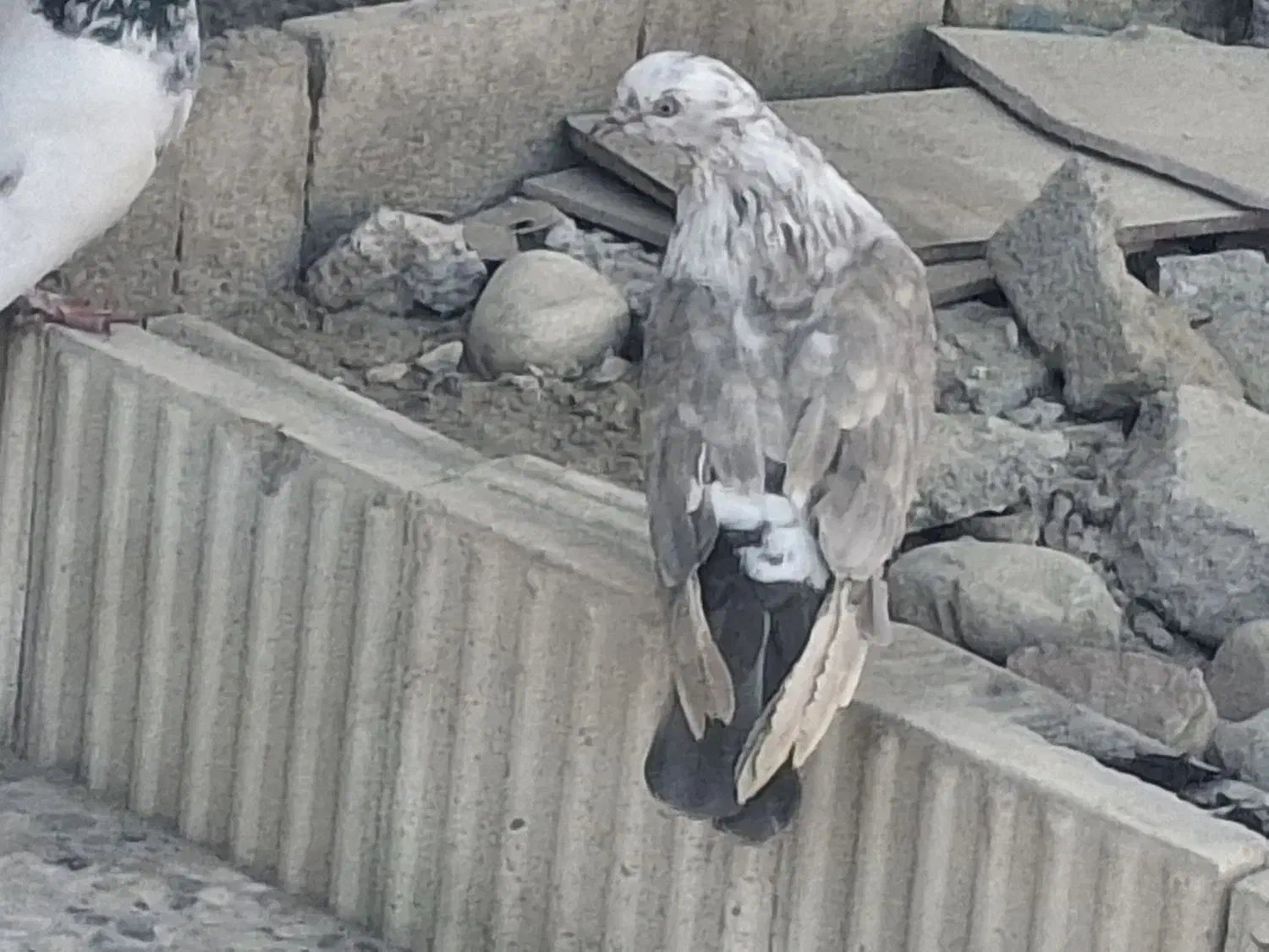 پرندگان|پرنده|بندرعباس, |دیوار