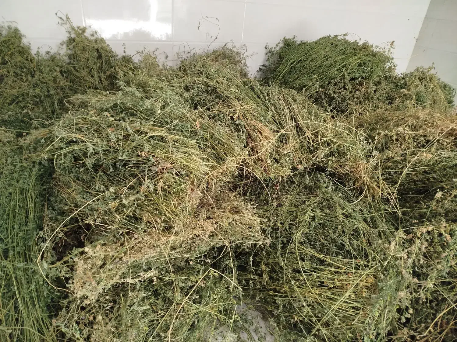 یونجه دست چین خالص|حیوانات مزرعه|مرند, |دیوار