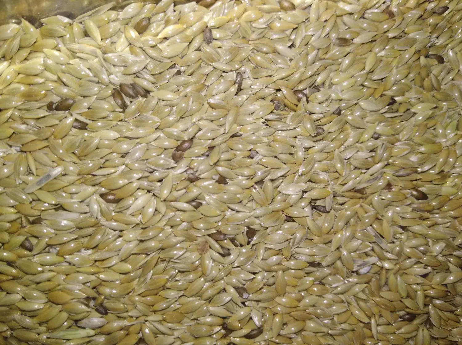 ارزن ریز|لوازم جانبی حیوانات|اصفهان, جاوان|دیوار