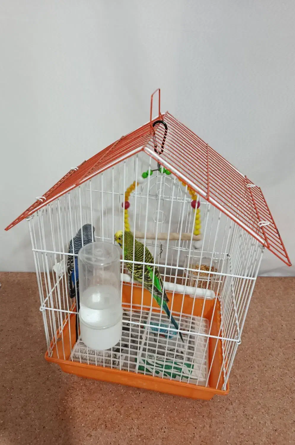 مرغ عشق|پرنده|خوشاب, |دیوار