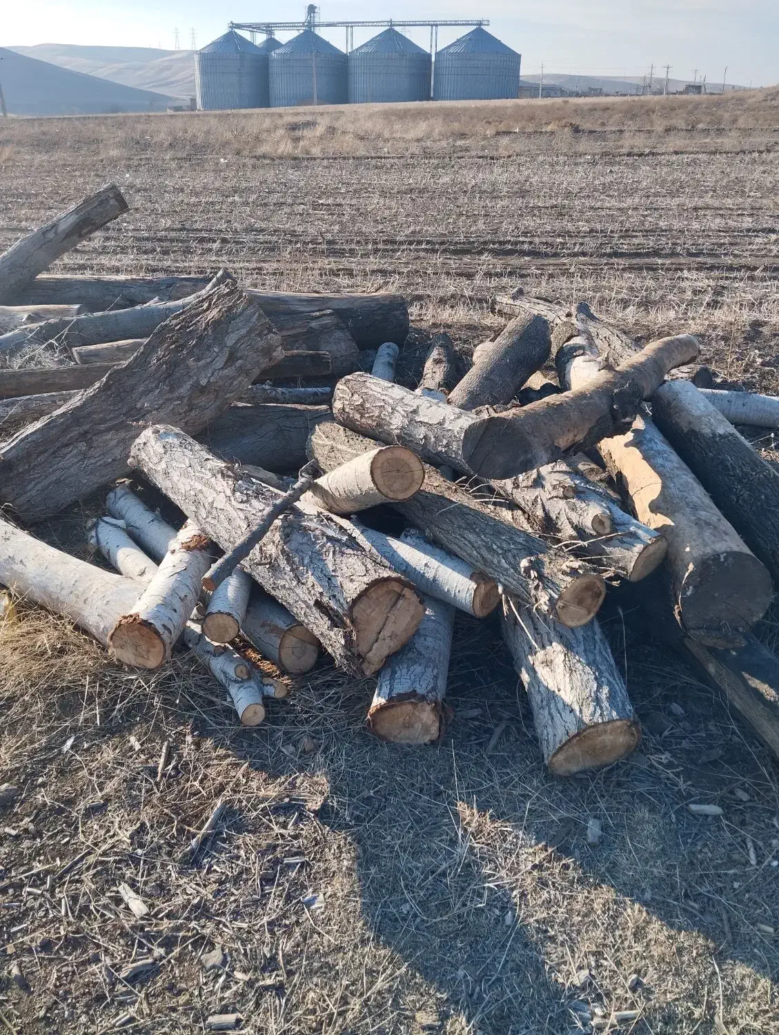 خریدارهمه نوع چوپ ودرخت|خدمات باغبانی و درختکاری|مشگین شهر, |دیوار