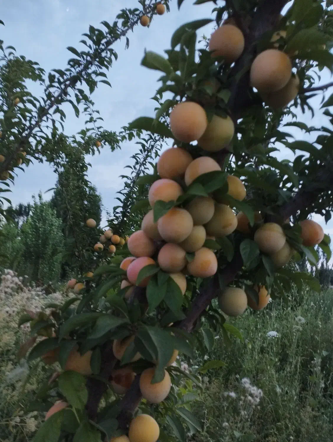 پیش فروش نهال پیوند وصنوبر|خدمات باغبانی و درختکاری|یاسوج, |دیوار