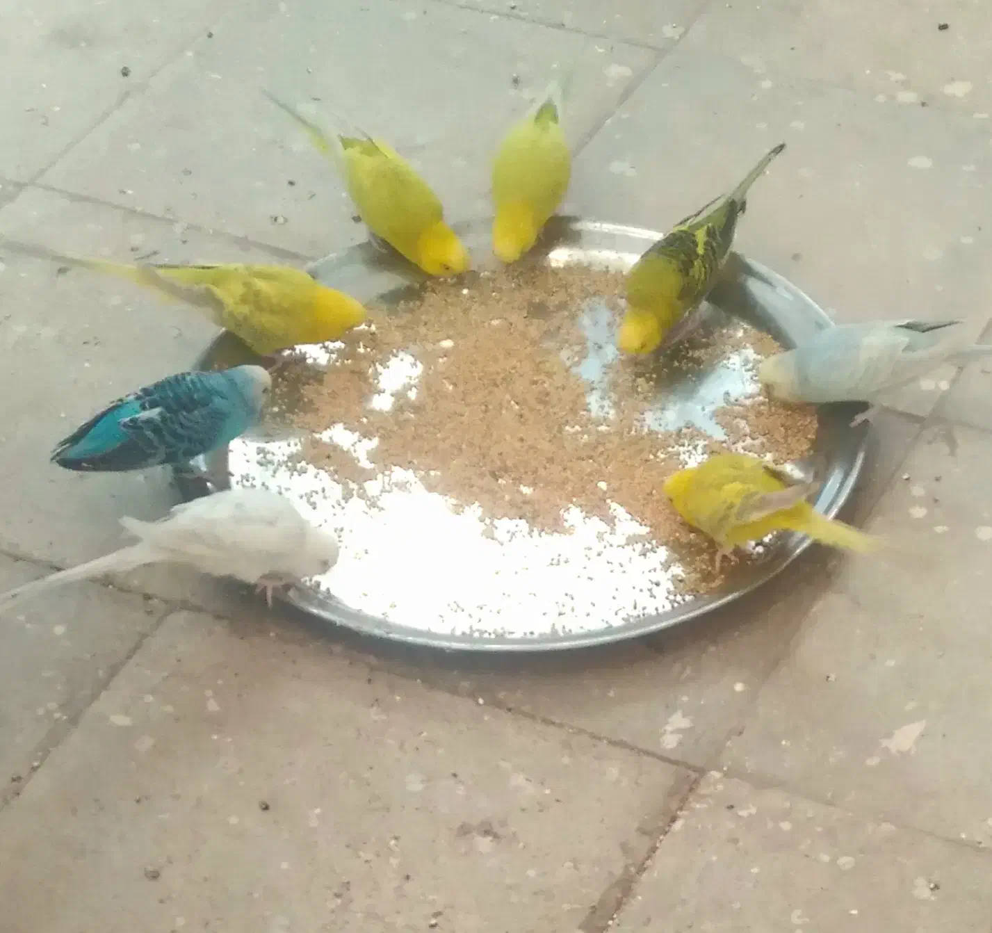 جفت مرغ عشق با جوجه|پرنده|داراب, |دیوار