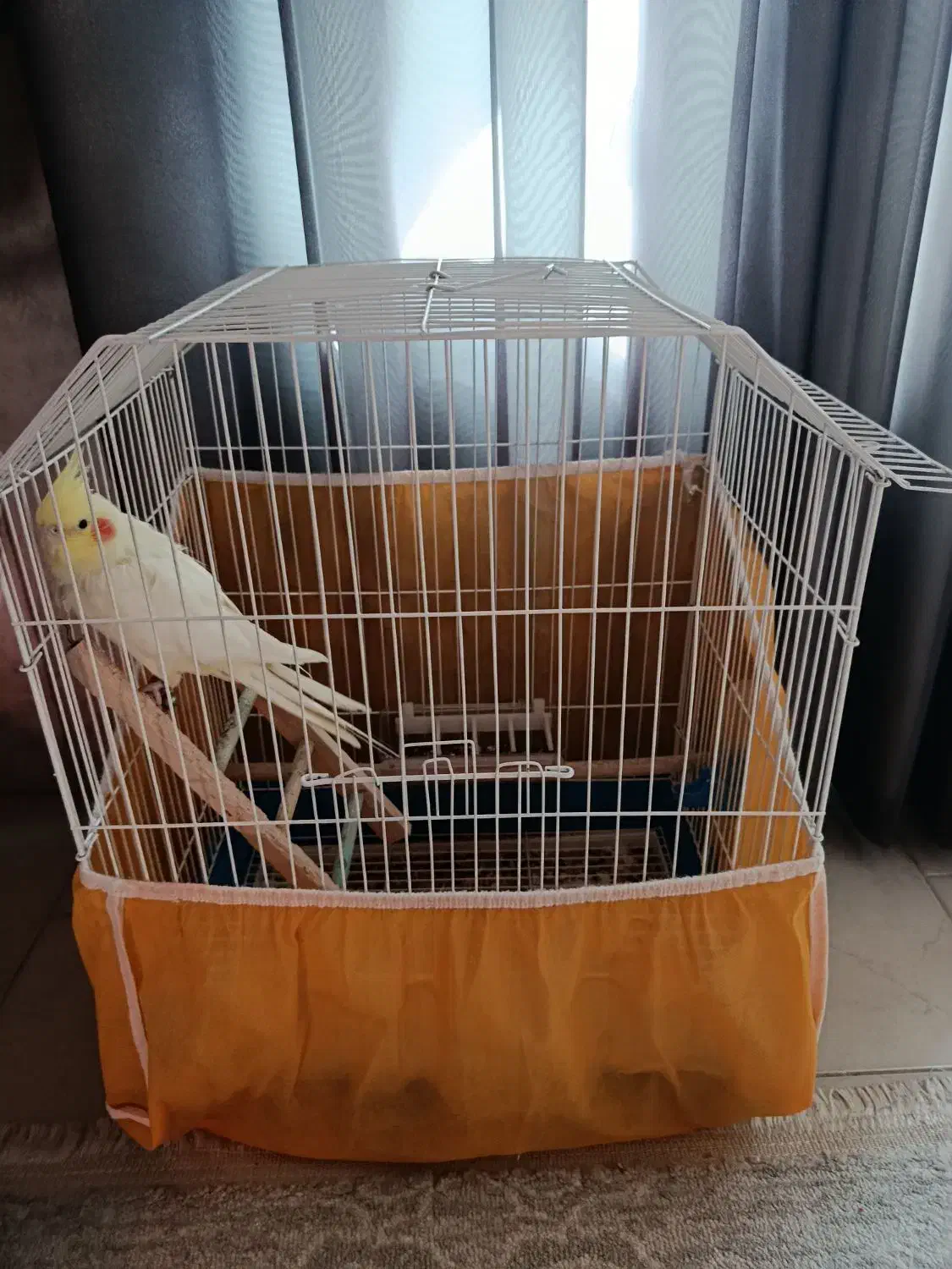 عروس هلندی|پرنده|فولادشهر, C1|دیوار