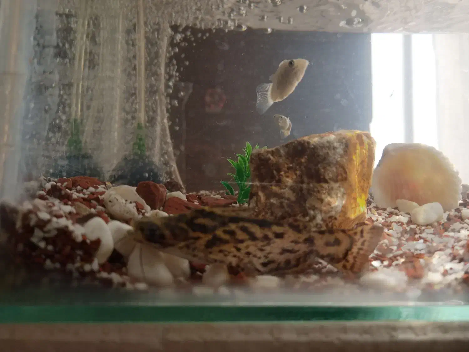 آکواریوم با پمپ اکسیژن و ۷تا ماهی مفت|ماهی|کرمان, |دیوار