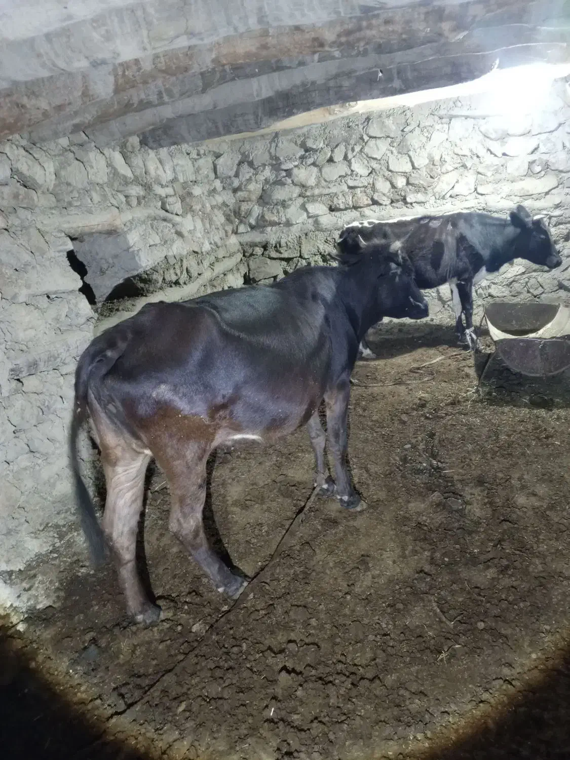 گاو بومی|حیوانات مزرعه|کوهرنگ, |دیوار