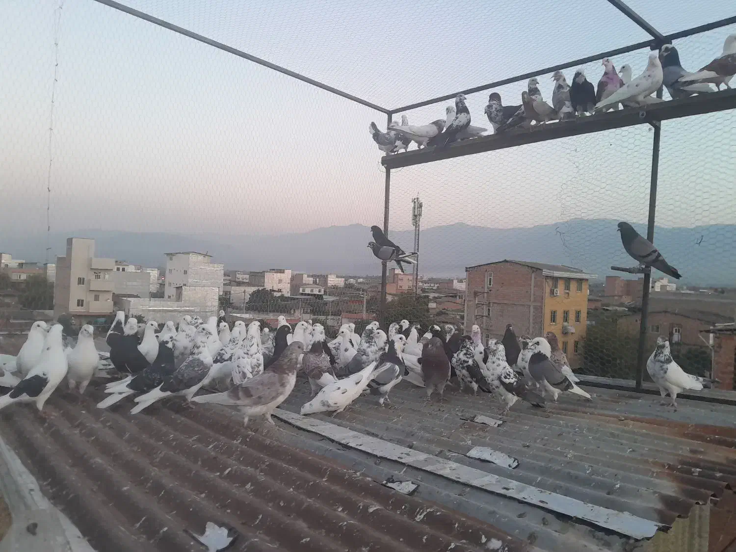 کبوترپرشی|پرنده|سرخنکلاته, |دیوار