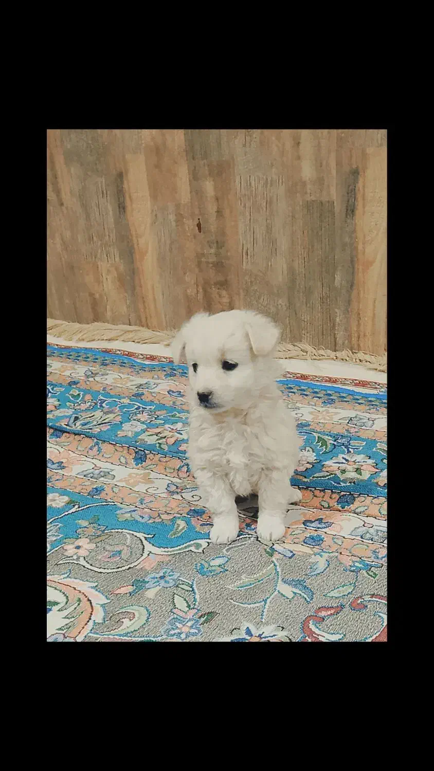 پاپی پا کوتاه|سگ|مشهد, ملکآباد|دیوار