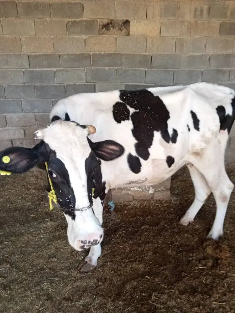 گاو خارجی با گوسالش|حیوانات مزرعه|رامشیر, |دیوار