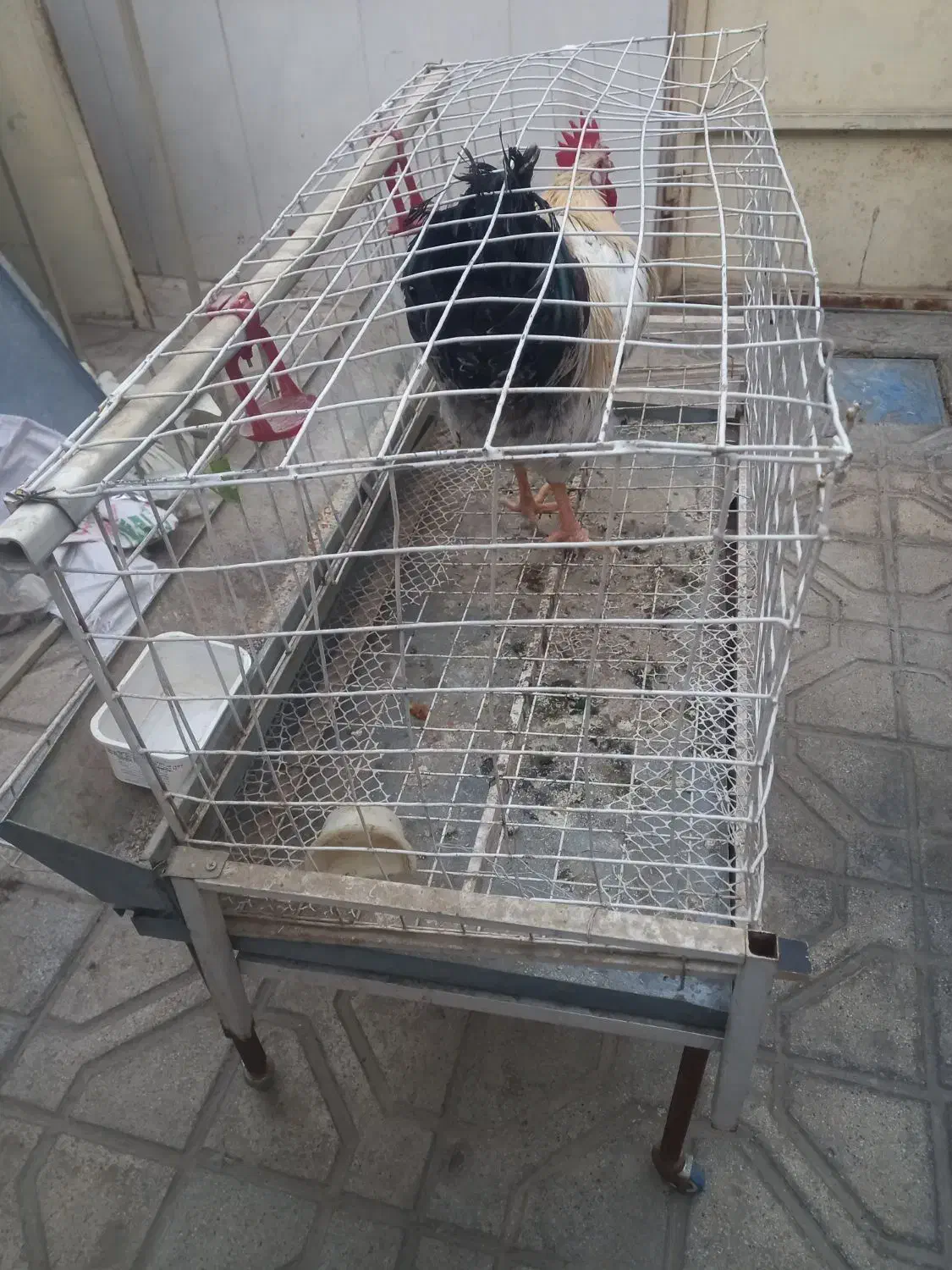 قفس مرغ|حیوانات مزرعه|مشهد, شهید قربانی|دیوار