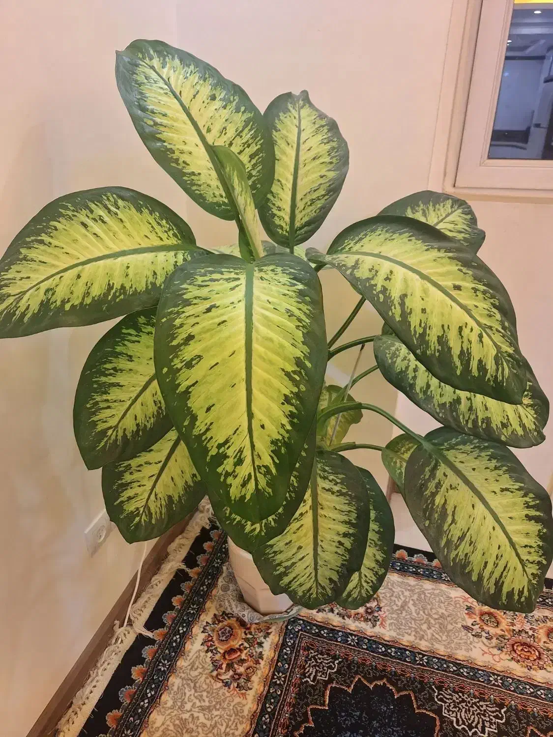 گل وگیاه|گل و گیاه طبیعی|شیراز, شهرک فرهنگیان|دیوار