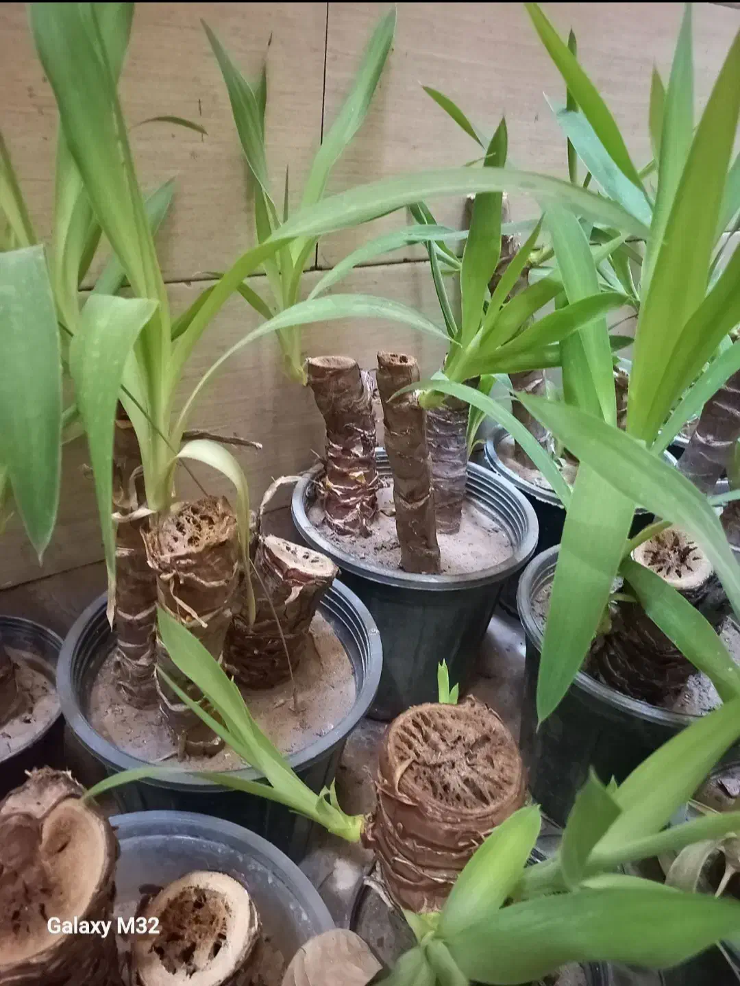 گل یوکا|گل و گیاه طبیعی|شادگان, |دیوار