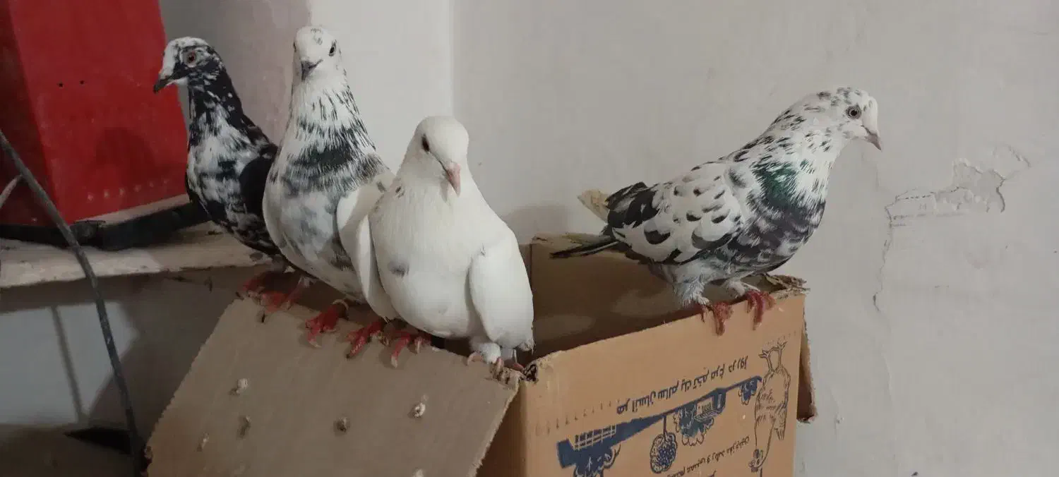 ۲۰عدد کبوتر طوقی و تهرانی|پرنده|کرمانشاه, |دیوار