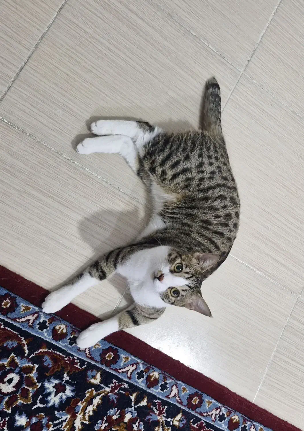 واگذاری رایگان گربه|گربه|بجنورد, |دیوار