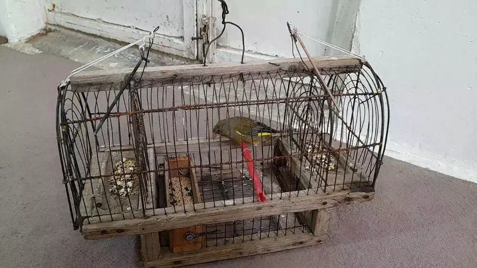 پرنده|حیوانات|کرج, احدآباد|دیوار