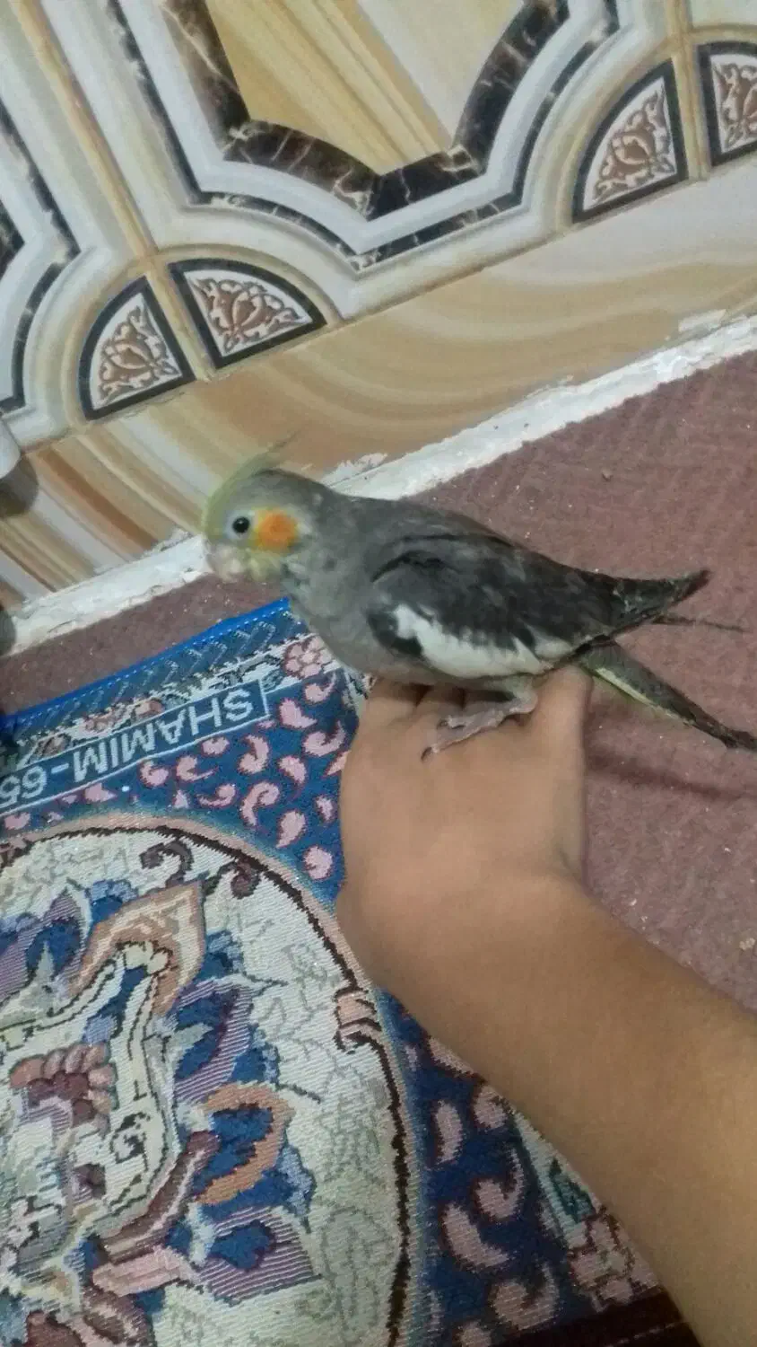 عروس پاریس|پرنده|سوسنگرد, |دیوار