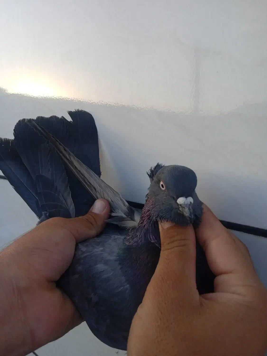 کبوتر|پرنده|کوهدشت, |دیوار