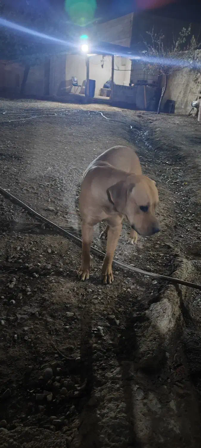 واگذاری سگ توسااینو|سگ|کرج, کیانمهر|دیوار