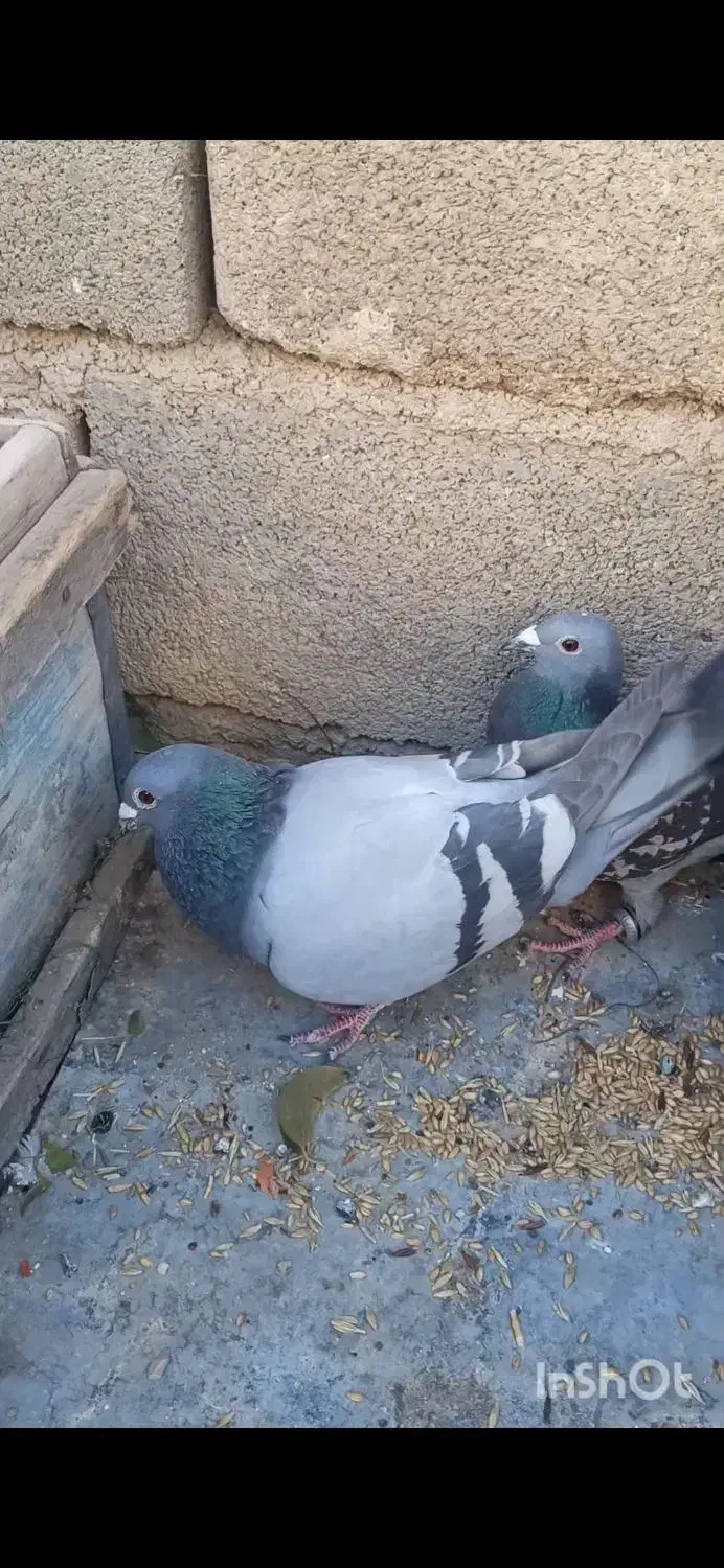 کبوتر پلاکی|پرنده|یاسوج, |دیوار