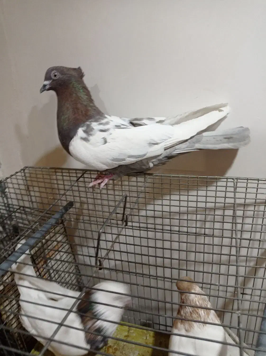 کبوتر طوقی سینه ای یاهو رنگی|پرنده|قم, علی آباد سعدگان|دیوار