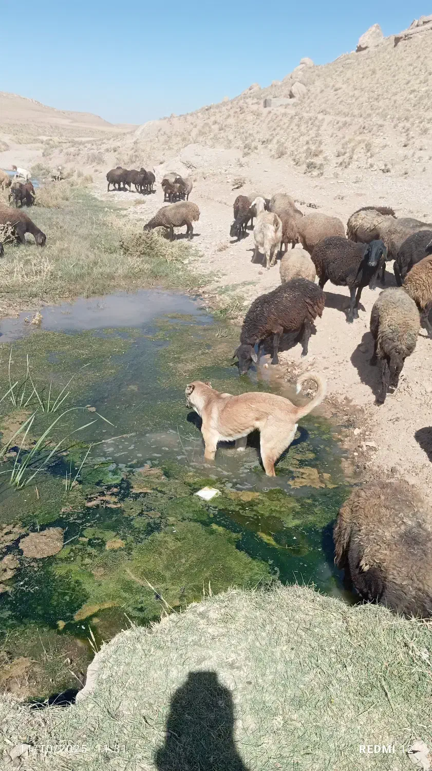 فروشی|سگ|بزینه رود, |دیوار