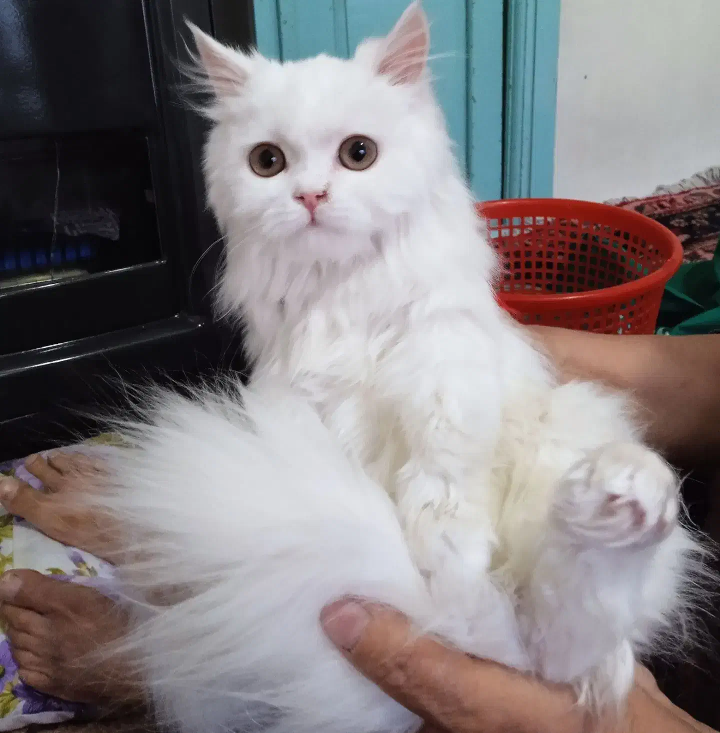 گربه  پرشین 10ماهه ساکت آروم|گربه|خوی, |دیوار