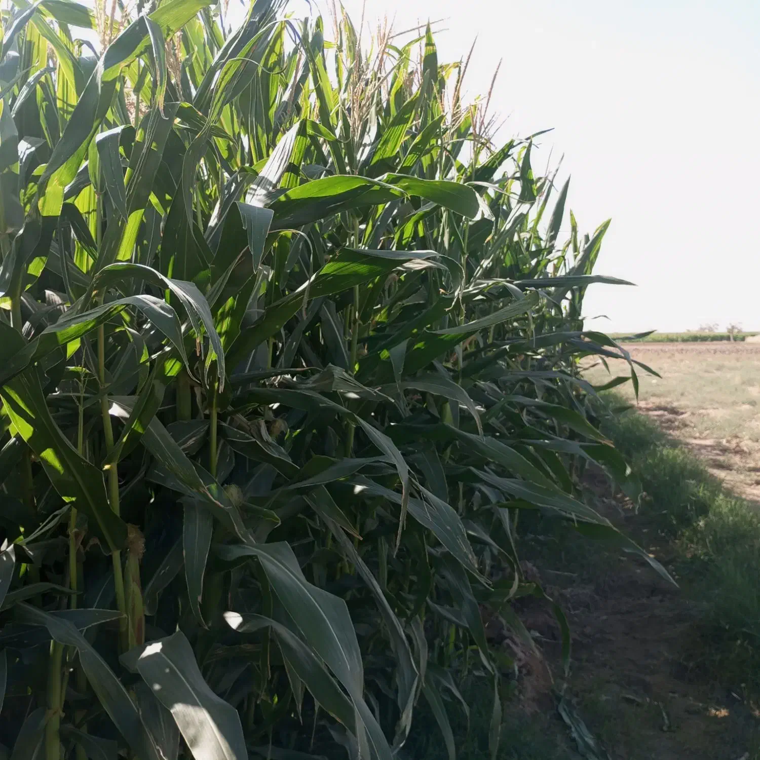 علوفه|حیوانات مزرعه|فرح دشت, |دیوار