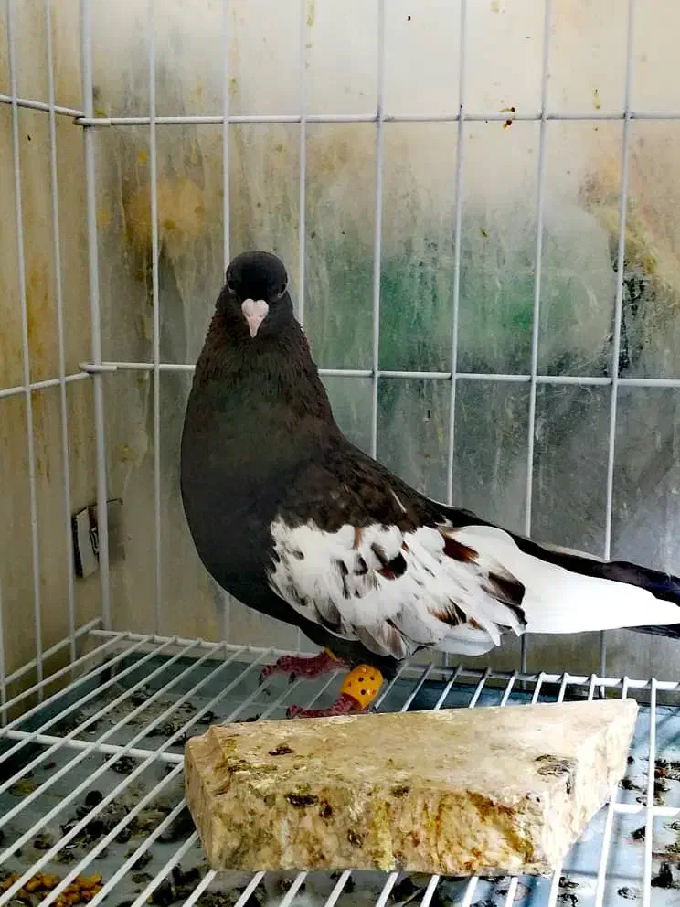 کفتر سینه تافته ای.... سینه سیاه|پرنده|شیراز, سینما سعدی|دیوار