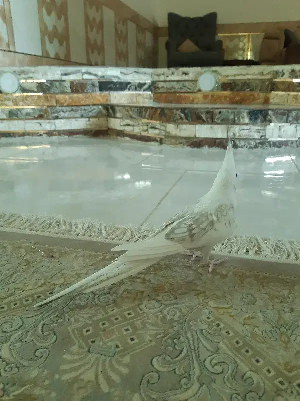 عروس هلندی|پرنده|بندرعباس, |دیوار