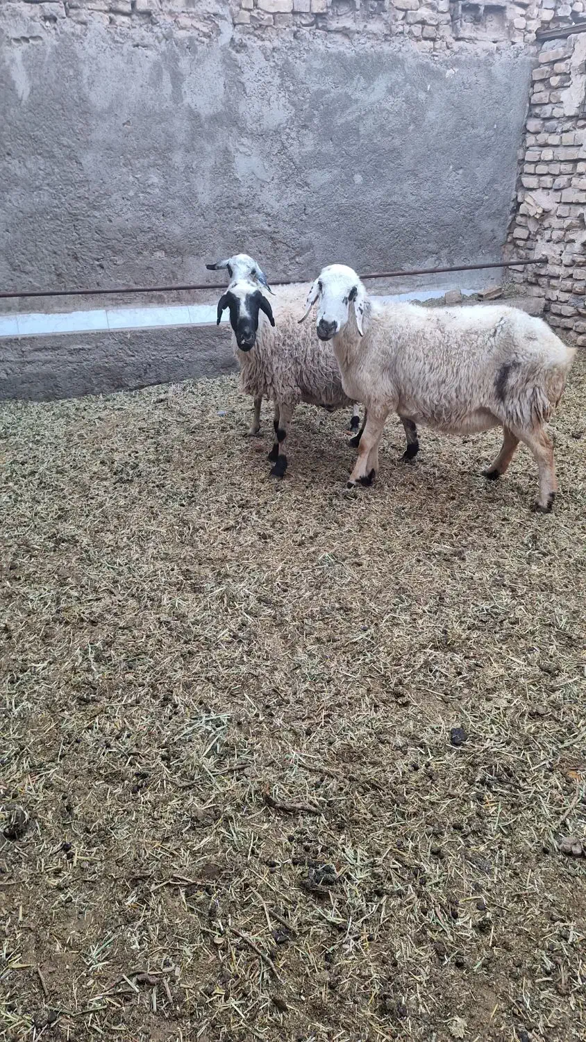 میش ابستن|حیوانات مزرعه|یزد, |دیوار