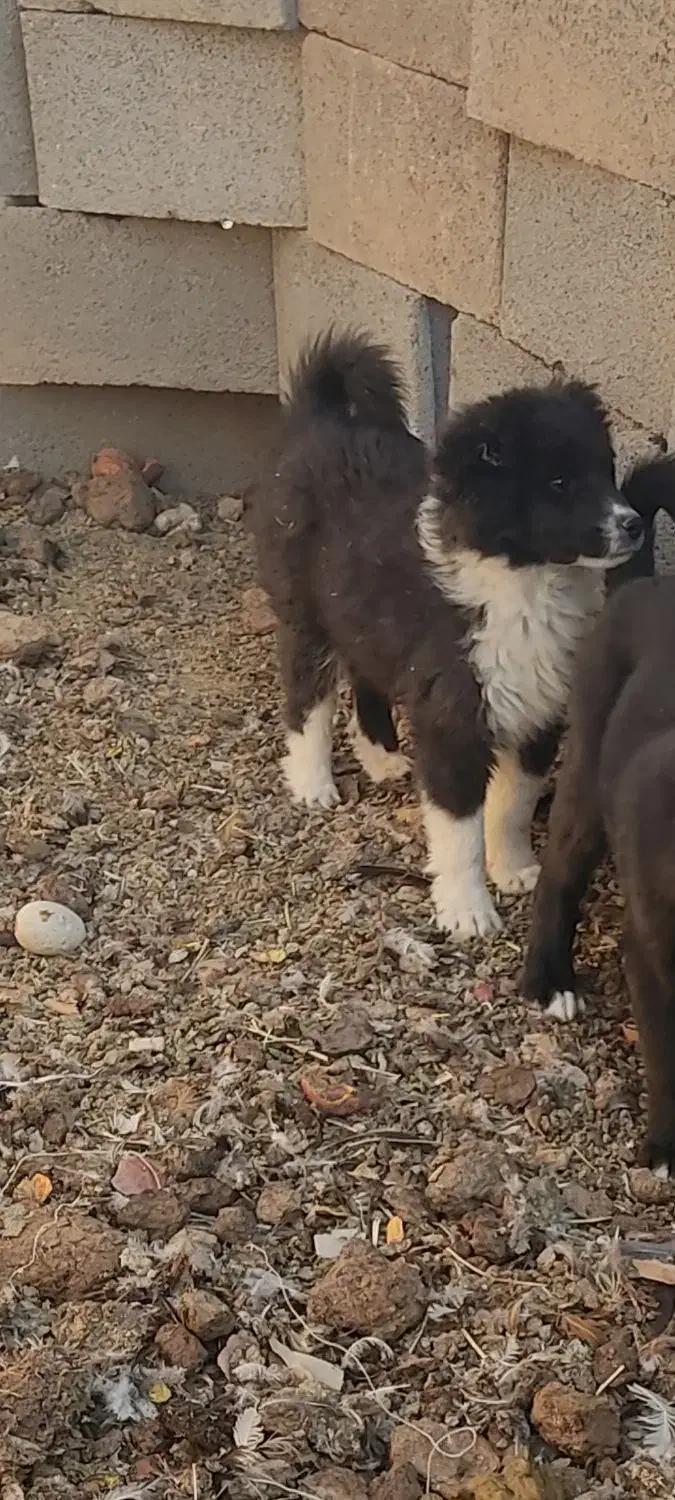 سگ قدرجونی گله|سگ|شهرضا, |دیوار