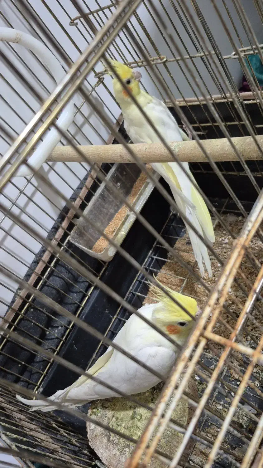 عروس هلندی|پرنده|ملکان, |دیوار