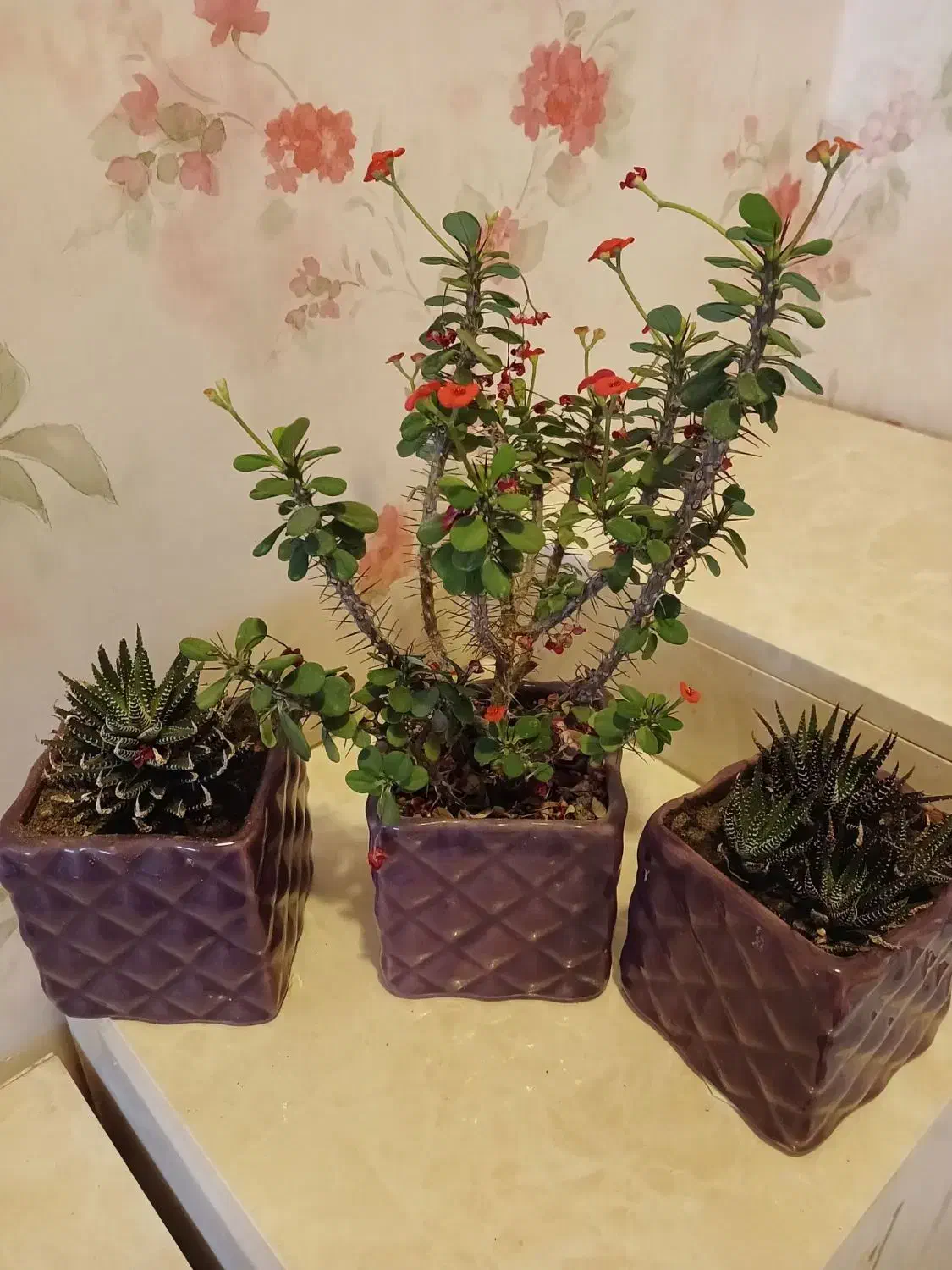 گل سرحال|گل و گیاه طبیعی|رشت, جهاد|دیوار