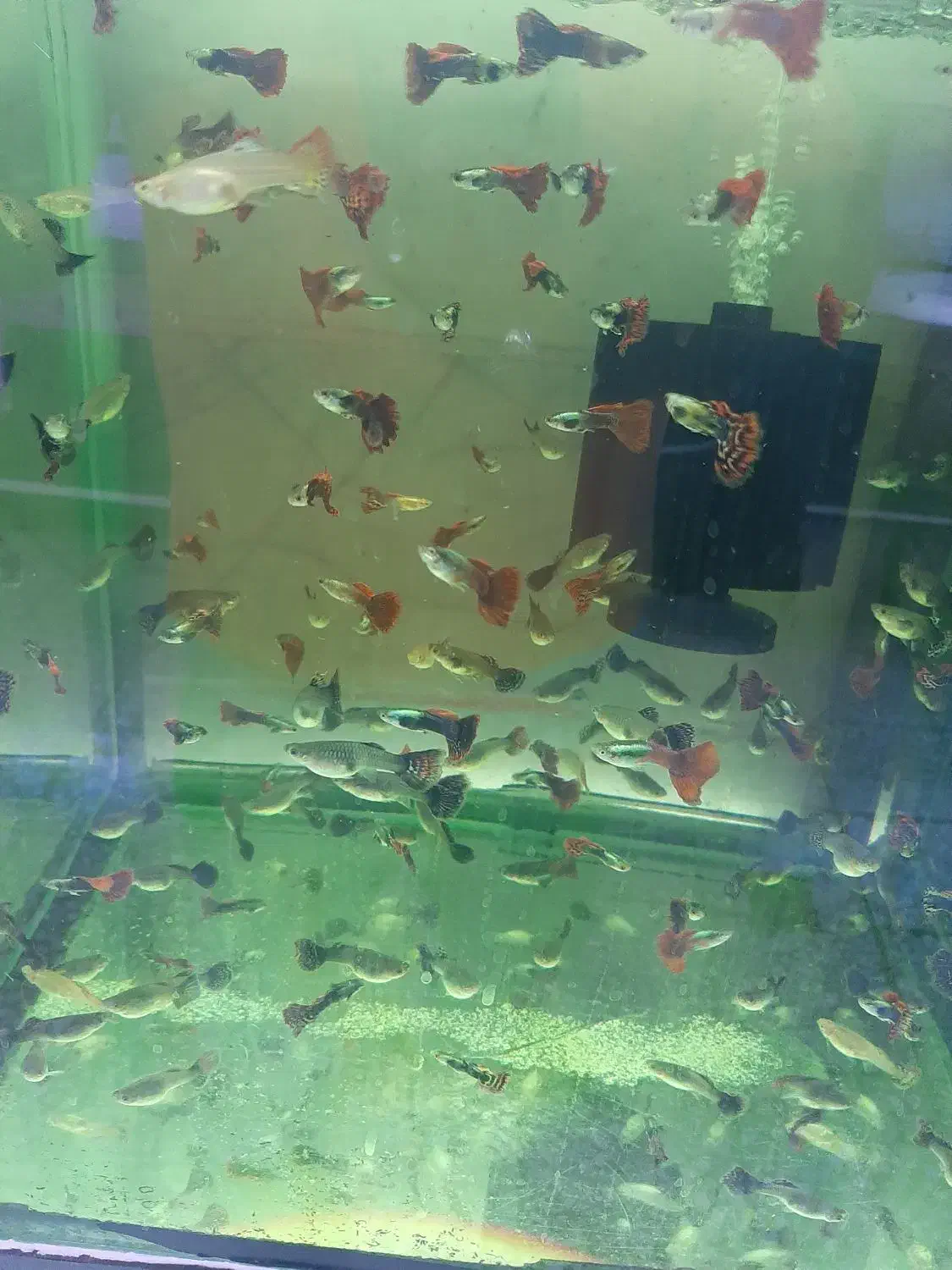 گوپی مولد درشت|ماهی|اصفهان, فجر|دیوار