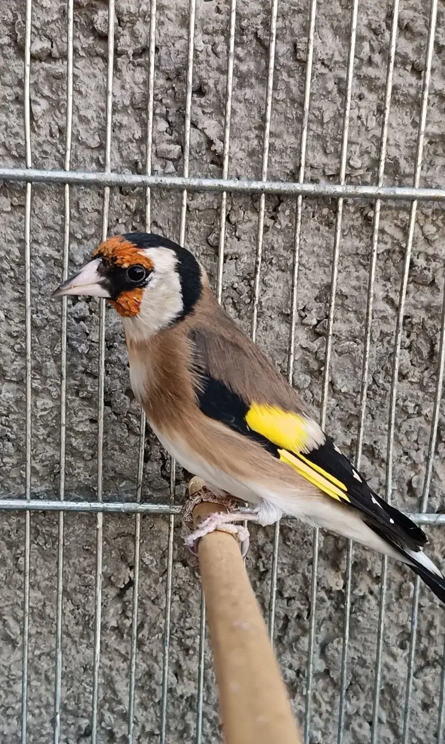 سهره نامبروان.. جفتی هر رنگ قناری|پرنده|فردیس, طالقانی|دیوار