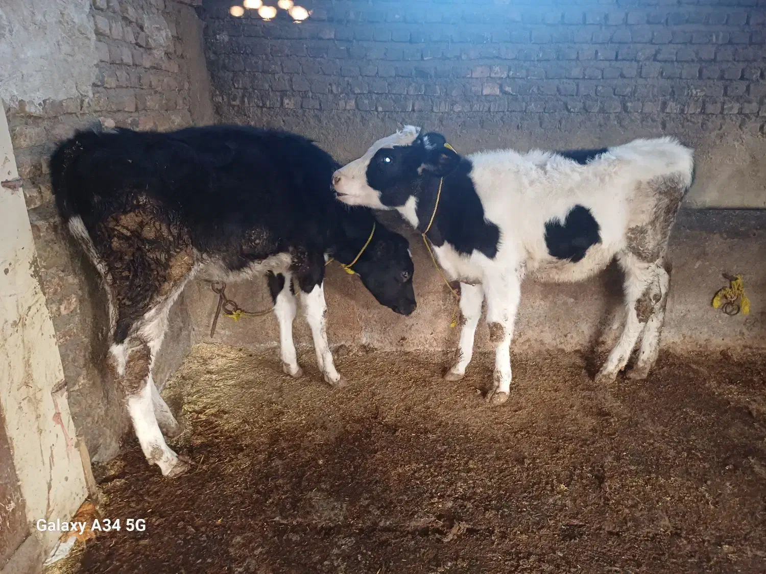 گوساله جنسی|حیوانات مزرعه|علی‌آباد کتول, |دیوار