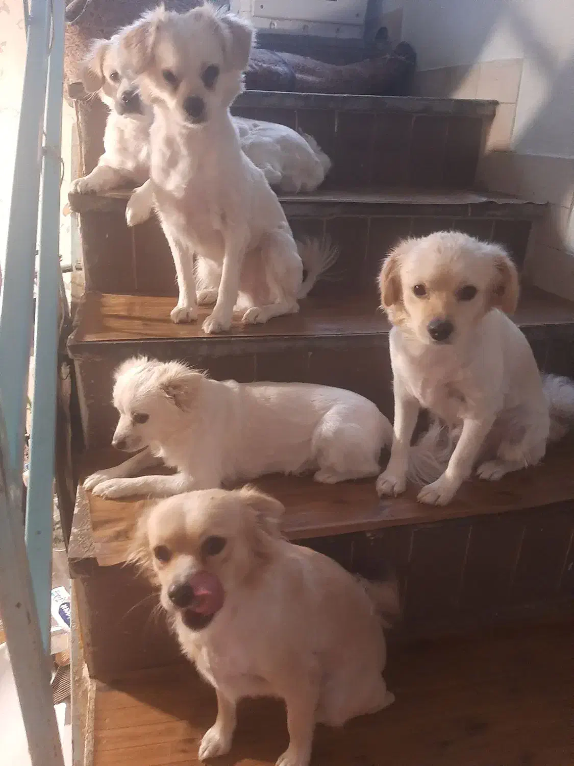 سگه گمشده اشپید ز  طلابی زرد|حیوانات|کرمان, |دیوار