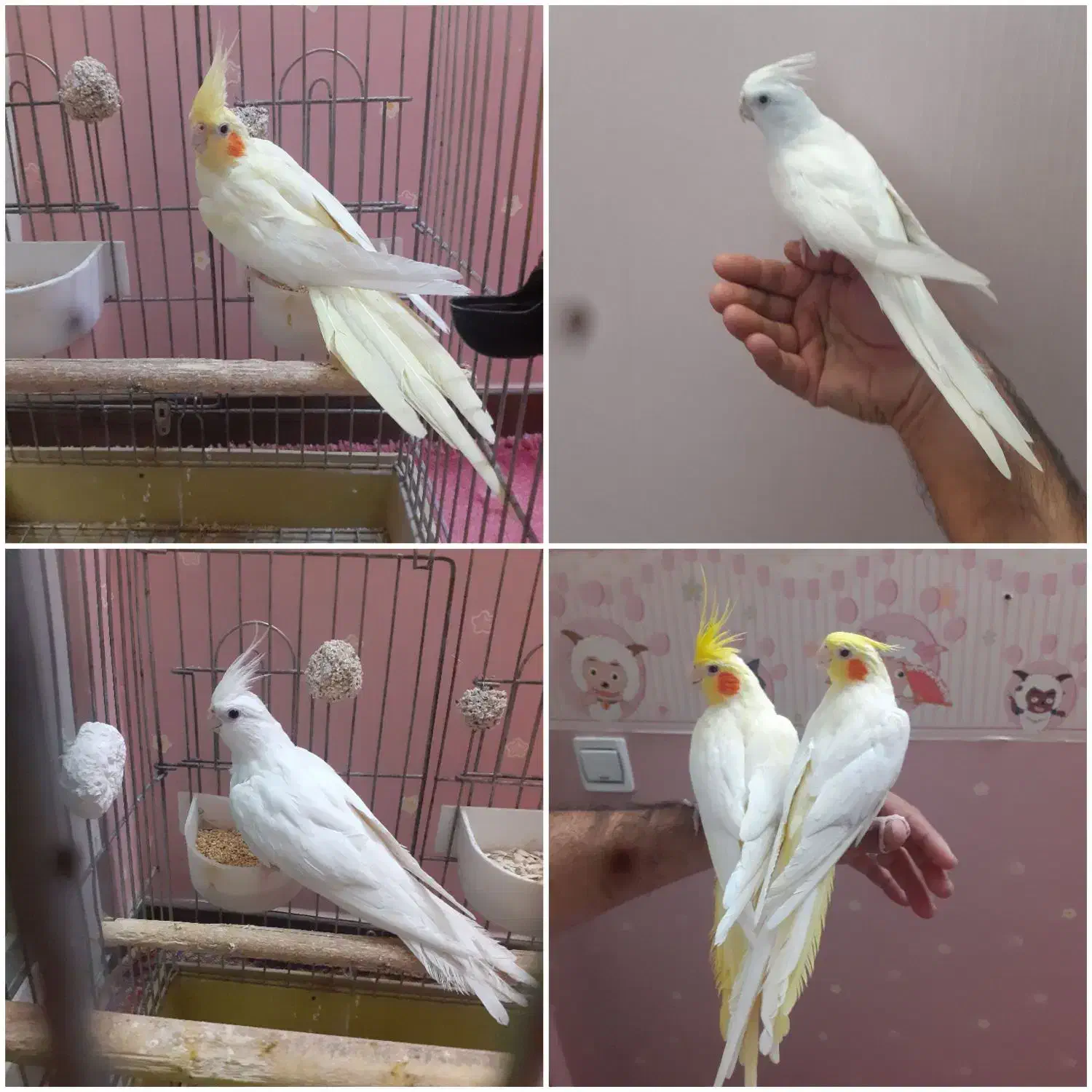 عروس هلندی ماده|پرنده|تهران, خانیآباد|دیوار