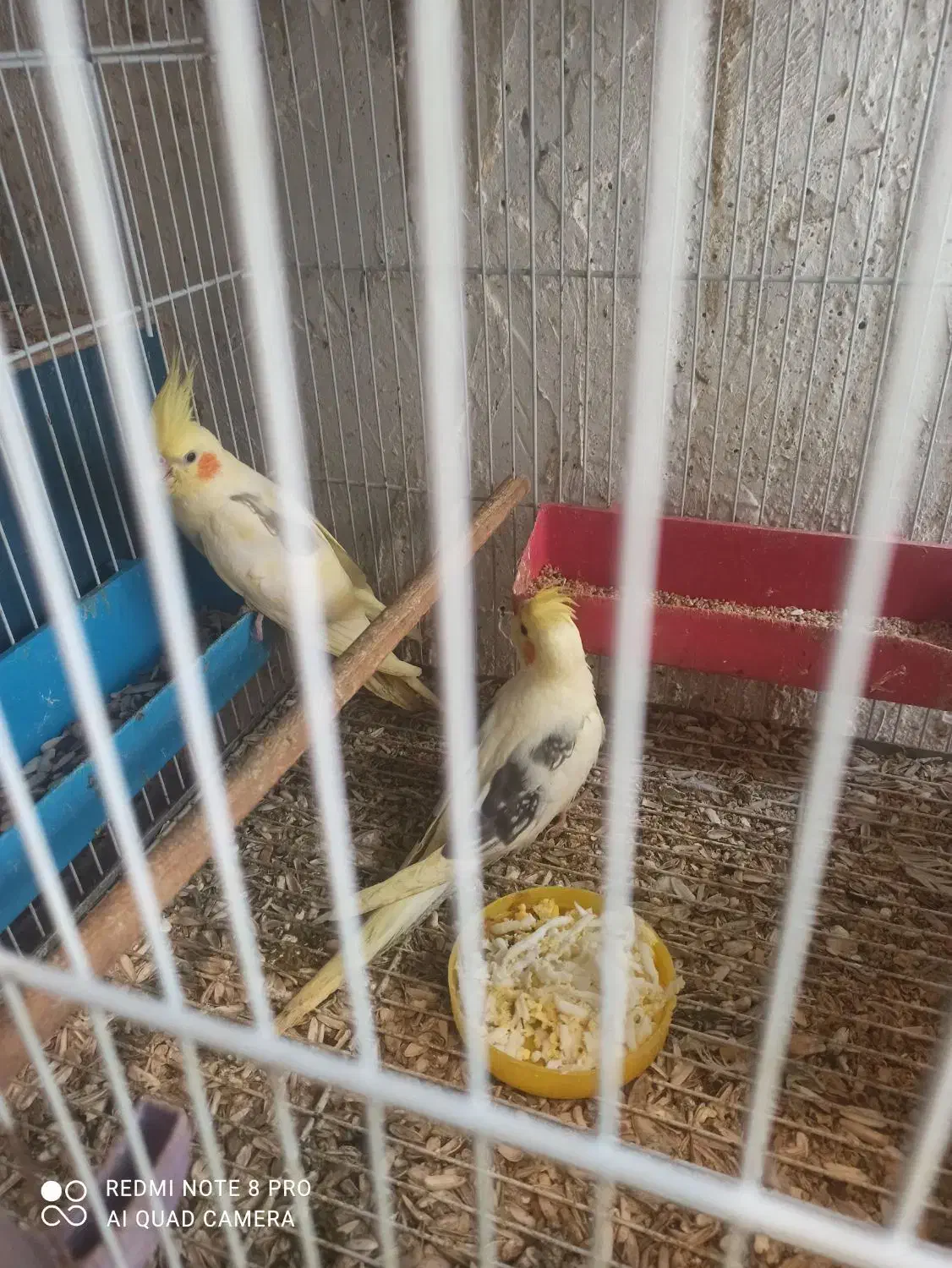 جوجه عروس هلندی|پرنده|لامرد, |دیوار